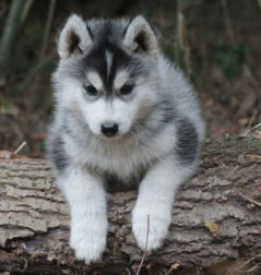 Siberian Husky Nordic Fire