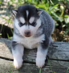 Siberian Husky Nordic Fire