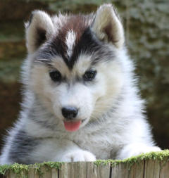 Siberian Husky Nordic Fire