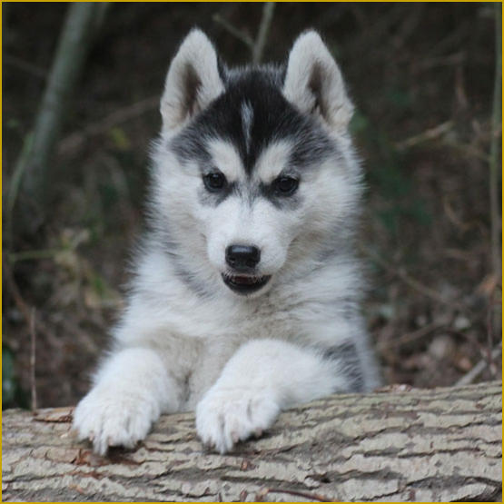 Siberian Husky Nordic Fire