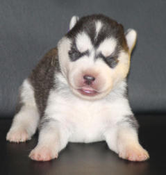 Siberian Husky Nordic Fire