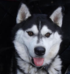 Siberian Husky Nordic Fire