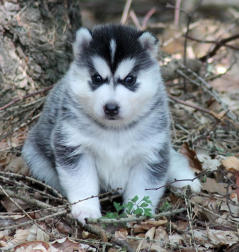 Siberian Husky Nordic Fire