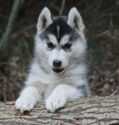 Siberian Husky Nordic Fire