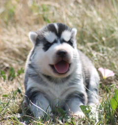 Siberian Husky Nordic Fire