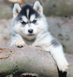 Siberian Husky Nordic Fire