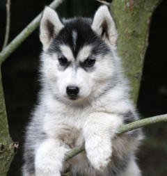 Siberian Husky Nordic Fire