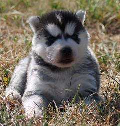 Siberian Husky Nordic Fire