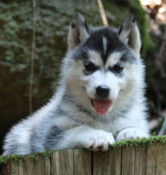 Siberian Husky Nordic Fire