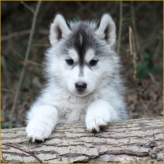 Siberian Husky Nordic Fire