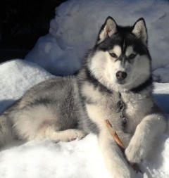 Siberian Husky Nordic Fire