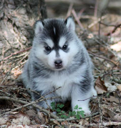 Siberian Husky Nordic Fire