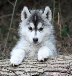 Siberian Husky Nordic Fire