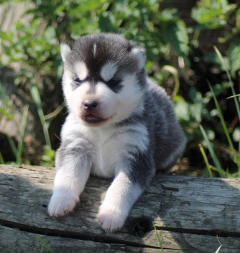 Siberian Husky Nordic Fire