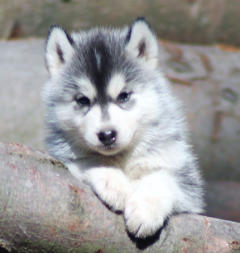 Siberian Husky Nordic Fire