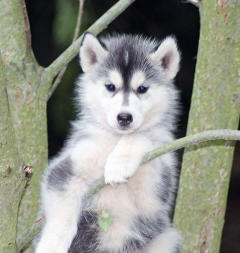 Siberian Husky Nordic Fire