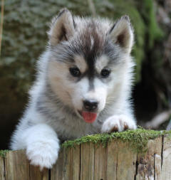 Siberian Husky Nordic Fire