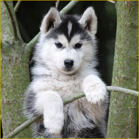 Siberian Husky Nordic Fire