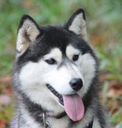 Siberian Husky Nordic Fire