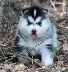 Siberian Husky Nordic Fire