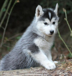 Siberian Husky Nordic Fire