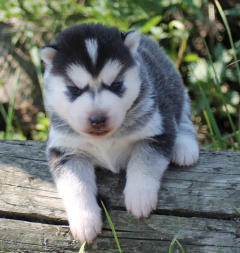 Siberian Husky Nordic Fire