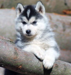 Siberian Husky Nordic Fire