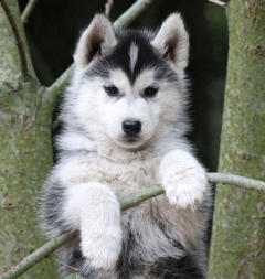 Siberian Husky Nordic Fire