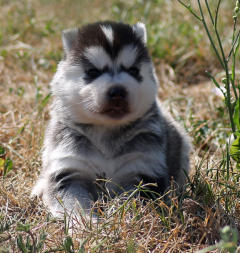 Siberian Husky Nordic Fire