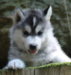 Siberian Husky Nordic Fire