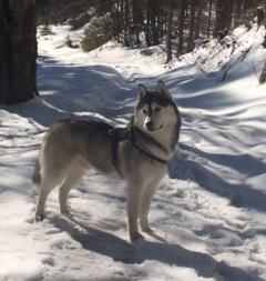 Siberian Husky Nordic Fire