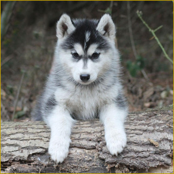 Siberian Husky Nordic Fire