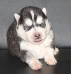 Siberian Husky Nordic Fire