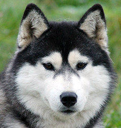 Siberian Husky Nordic Fire