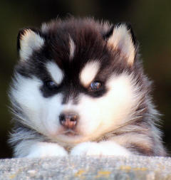 Siberian Husky Nordic Fire