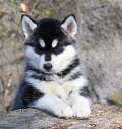 Siberian Husky Nordic Fire