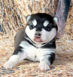 Siberian Husky Nordic Fire