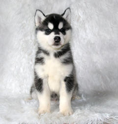 Siberian Husky Nordic Fire