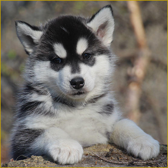 Siberian Husky Nordic Fire