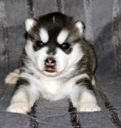 Siberian Husky Nordic Fire