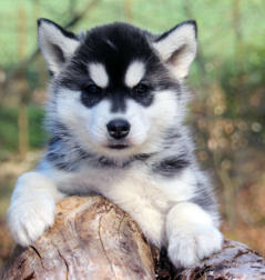 Siberian Husky Nordic Fire