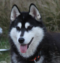 Siberian Husky Nordic Fire