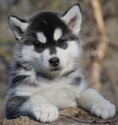 Siberian Husky Nordic Fire