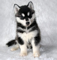 Siberian Husky Nordic Fire