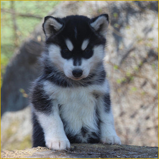 Siberian Husky Nordic Fire