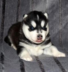 Siberian Husky Nordic Fire