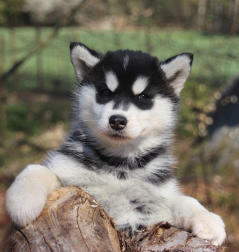 Siberian Husky Nordic Fire