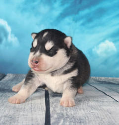 Siberian Husky Nordic Fire