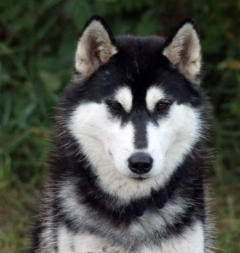 Siberian Husky Nordic Fire