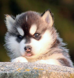 Siberian Husky Nordic Fire